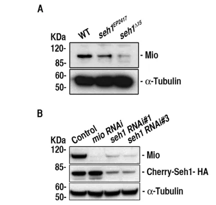 Fig. 6. miow; mio genetically interacts with seh1. (A)Wild-type, (B)2, Df(2R)ED1735/mio1, (C) mio2/mio1 and (D) w; mio2,seh1EP2417/mio1 Drosophila ovarioles stained with DAPI tovisualize nuclei