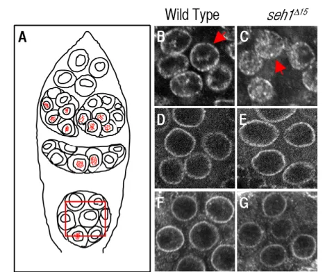 Fig. 7. The distribution of the nucleoporin Mtor is altered in theseh1 affected in the and Nup153 (F,G) immunostaining of germline nuclei in wild type(B,D,F) and mutant germline