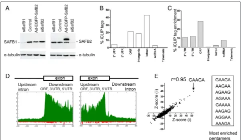 Fig. 1 Analyses of SAFB1 RNA-interactions by iCLIP.nucleotides with the splice junction at position 0