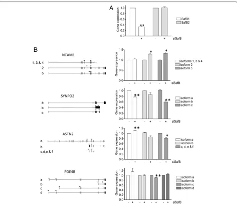 Fig. 2 SAFB1 knockdown mediates changes in the expression of specific RNA isoforms. RT-PCR analysis of genes with crosslinks identified by iCLIPof NCAM1, SYNPO2, ASTN2 and PDE4B isoforms