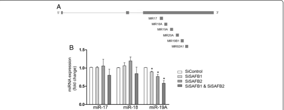 Fig. 3 SAFB1 regulates miR17HG. a Schematic representation of the miRNA encoded in the miR17HG (miR17-92 cluster)