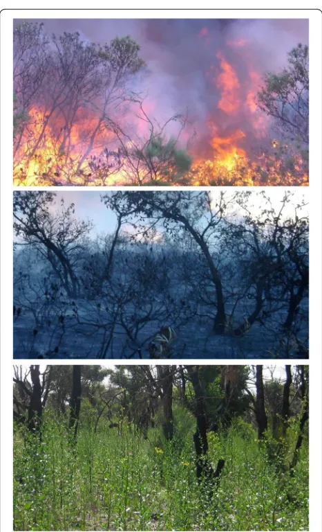 Fig. 1. The role of karrikins in revegetation after a fire. A bushfirefire karrikins are present on the soil surface (generates smoke and ash containing karrikins (upper panel)