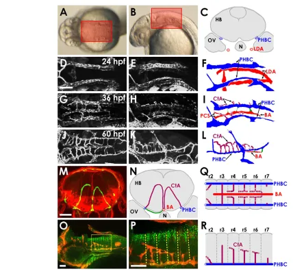 Fig. 1. Vascular anatomy of the developing zebrafish hindbrain. (immunofluorescent staining of blood vessels with anti-GFP (red) and of paraboundary cells with anti-DeltaD (green) in a 60 hpf transgenic embryo