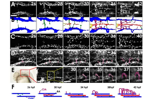 Fig. 2. Two-photon time-lapse imaging of the assembling hindbrain vasculature. (emerging from the left PHBC are pseudocolored purple for ease of visualization