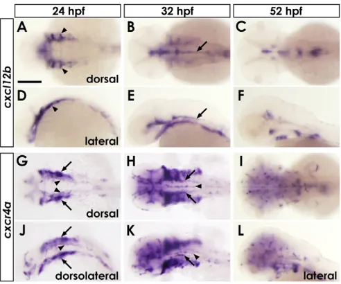 Fig. S3P in the supplementary material). At the same time, the