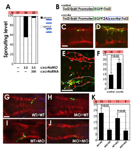 Fig. 7. Expression of cxcr4aDorsal view, rostral to the left. (transgene (C) or with a vasculature in a 36 hpf medial migration tendency of transgene-expressing cells