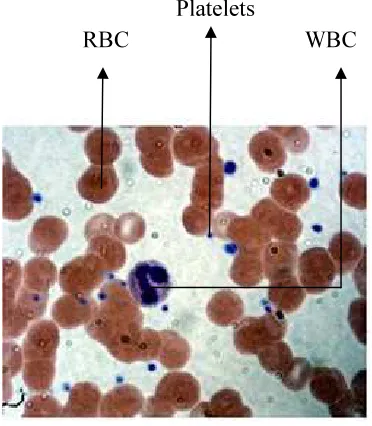 Figure. 1.1 Blood Smear Image 