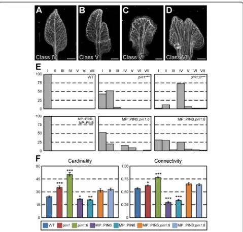 Fig. 7 Functions of PIN6 and PIN8 in PIN1-dependent vein network formation. a-d. Dark-field illumination of mature first leaves illustrating phenotypeclasses: conspicuous marginal vein (a); fused leaves with conspicuous marginal vein (b); wide midvein (c);