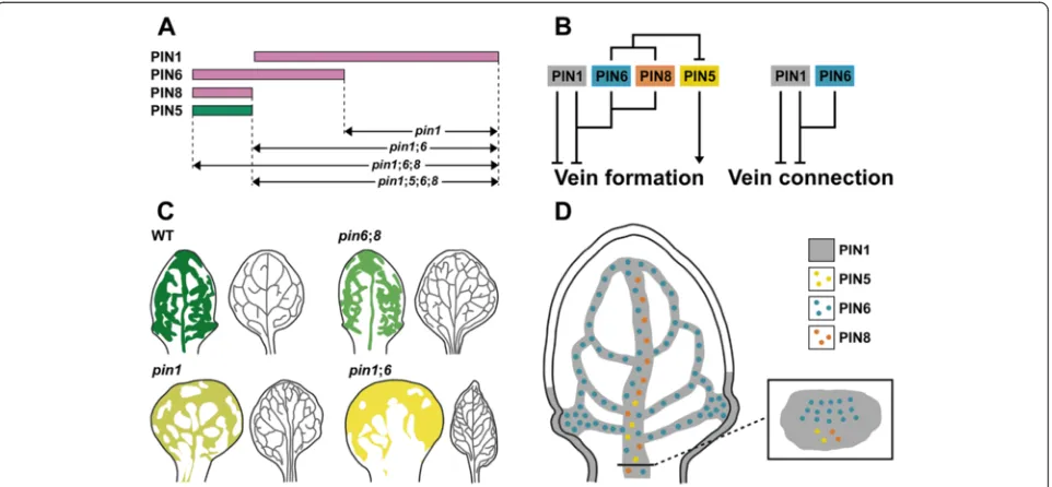 Fig. 9 Summary and interpretations. a. Unique and redundant functions of PIN1, PIN5, PIN6, and PIN8 in vein network formation (magenta,inhibiting functions; green, promoting functions), and derived mutant phenotypes