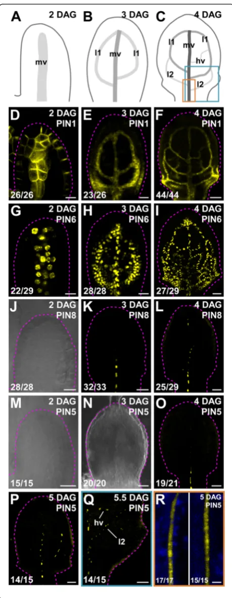 Fig. 1 Expression ofindex.development [4, 5, 12, 13]; increasingly darker gray depicts progressionthrough successive stages of vein development.and expression-reported gene (positions of close-ups in (scanning microscopy with (light; first leaves