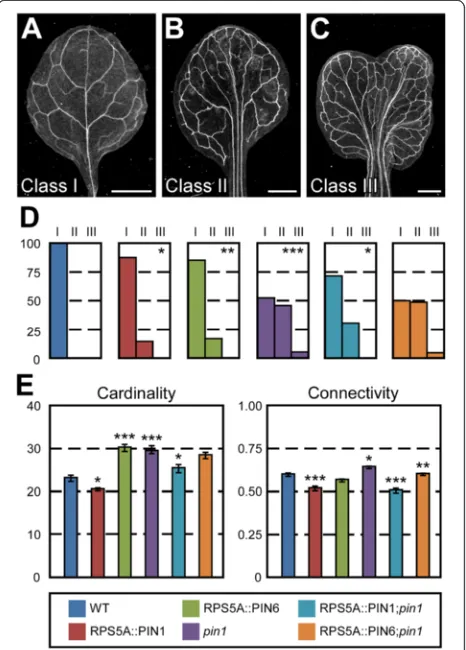 Fig. 6 Functions of PIN1 and PIN6 in vein network formation. a-c.Dark-field illumination of mature first leaves illustrating phenotypeclasses: unbranched, narrow midvein and scalloped vein-networkoutline (a); bifurcated midvein and scalloped vein-network o
