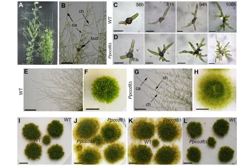 Fig. 1.  controls shoot branching in pea and the synthesis of a diffusible signal regulating caulonema branching and colonyfrom a 18-day-old wild-type colony