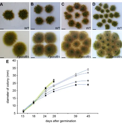 Fig. 4. Strigolactones control colony extension in response tocolony density. Ppccd8(A-D)Thirty-nine-day-old wild-type (top panels) and� (below panels) colonies grown at different densities