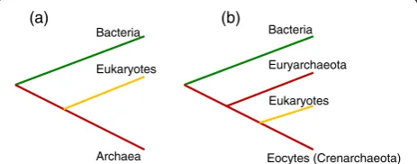 Fig. 1. Schematic phylogenetic trees reflecting the archaeal andeocyte ancestry of eukaryotes