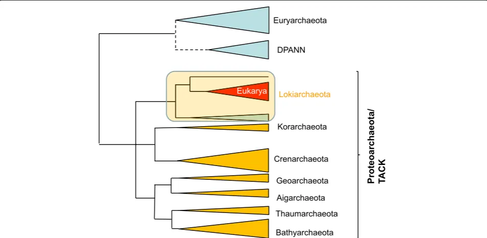 Fig. 2. A schematic evolutionary tree of the archaea: Proteoarchaeota, Lokiarchaeota and the likely origin of eukaryotes