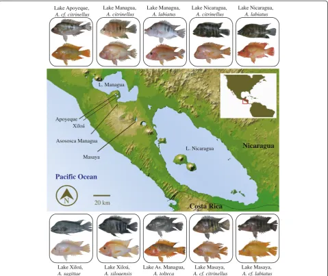 Fig. 1 Geographic distribution of color morph pairs in the young adaptive radiation of Midas cichlids