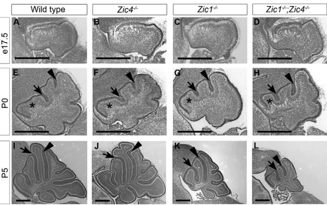 Fig. 3. Zic1 and Zic4 cerebellar size andfoliation defects arise postnatally.(A-D)Cresyl Violet stained sections showed no