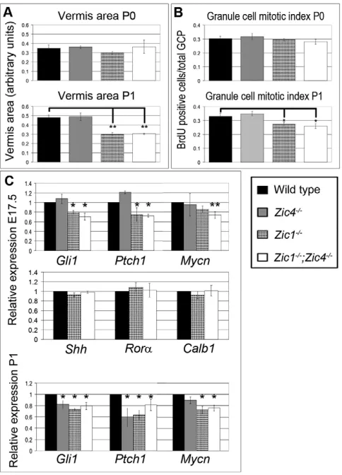 Fig. 4. Reduced cerebellar size and granule cell proliferationcorrelate with expression of Shh target genes
