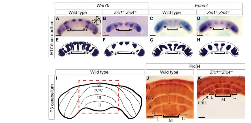Fig. 6. Embryonic and neonatal mispatterning of Zic mutant cerebella correlates with adult foliation defects