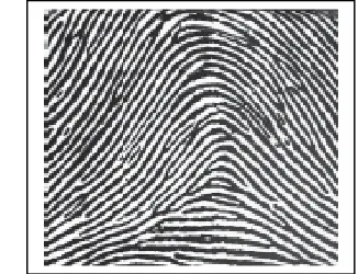 Figure 2: Ridges in the Fingerprint 