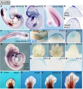 Fig. 1. Arid3b is expressed in the AER of chick and