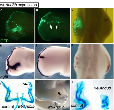 Fig. 2. Overexpression of wild-type cFgf8the left in C,F. (G-I)in electroporated limbs collected 5-7 days post-electroporation includeextra elements such as fingers (G, arrow), soft tissue outgrowths (H,arrow) and truncations (I)