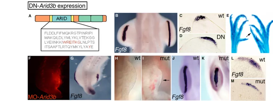 Fig. 3. Loss-of-function of Arid3bAER. (D)forelimbs from E10 wild-type (H) and E10.5 (F)hours post-electroporation
