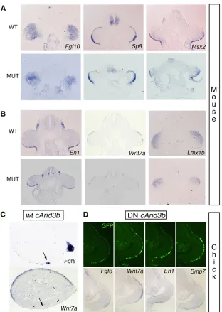 Fig. 4. Arid3b gain- or loss-of-function does not