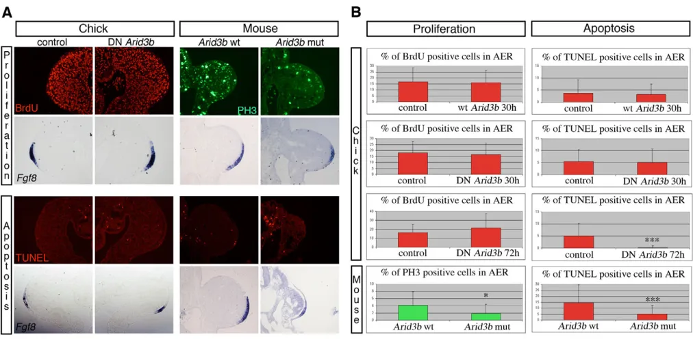 Fig. 5. Effect of Arid3b gain- and loss-of-function on proliferation and apoptosis in chick and mouse limbs