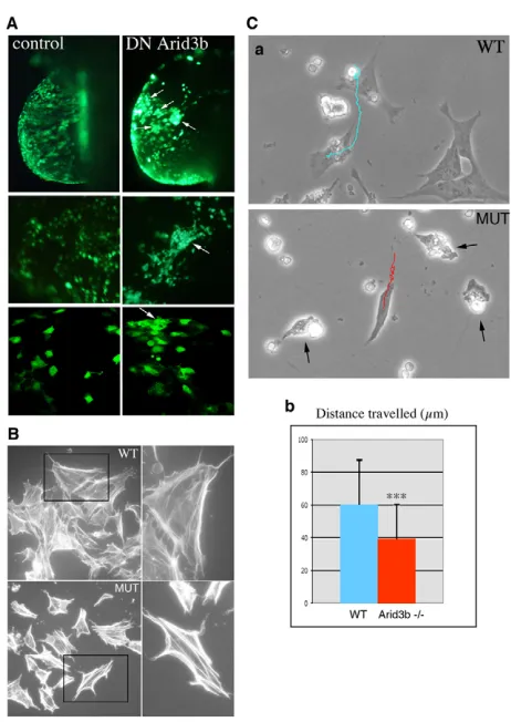 Fig. 6. Arid3b loss-of-function in chick and mouse limbs leads to