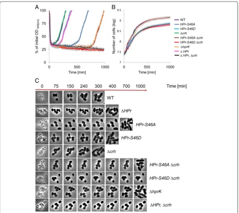 Fig. 6 The phosphorylation state of HPr, the master regulator of carbon metabolism, is crucial for spore revival.with L-Ala (10 mM) and glucose as a sole carbon source, and OD(density (ODAR130 (medium supplemented with L-Ala (10 mM) and glucose as a sole c