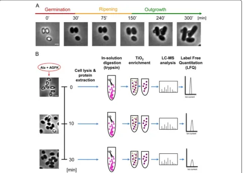 Fig. 1 The proteomics workflow utilized for defining the germinating spore phosphoproteome.Scale bar represents 1at the indicated time points