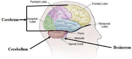 Figure 2: The Major Subdivision of Human Brain [5] 