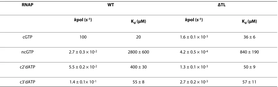 Table 1: Kd and kpol for incorporation and misincorporation by wild-type (WT) and ΔTL RNA polymerase (RNAP)
