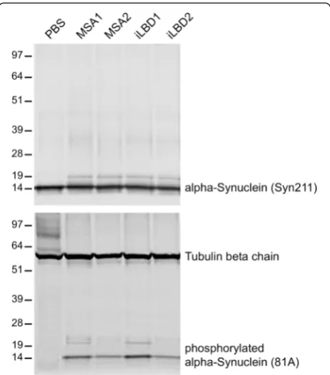 Fig. 8 Brains of mice injected with brain extracts from MSA andprobable iLBD cases but not PBS accumulate phosphorylatedalpha-synuclein