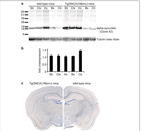 Fig. 3 Biochemical and histological analysis of alpha-synuclein expression in wild-type and Tg(SNCA)1Nbm/J mice