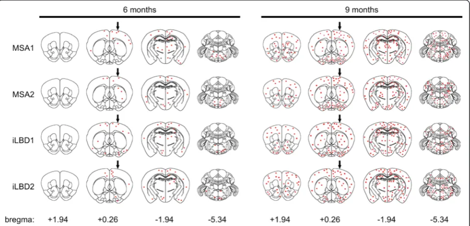 Fig. 4 Prion-like spreading of phosphorylated alpha-synuclein. The diagram depicts areas in the brains of Tg(SNCA)1Nbm/J mice with inclusionbodies that stained positive for phosphorylated alpha-synuclein at 6 and 9 months after intrastriatal injection with