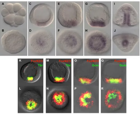 Fig. 2. foxN2/3no significant difference from control embryos (E,F) in  expression occurs independently of Blimp1.(A-D)Double fluorescence in situ hybridization of foxN2/3 (red) andblimp1 (green) in a hatched blastula (A), mesenchyme blastula (B),early ga