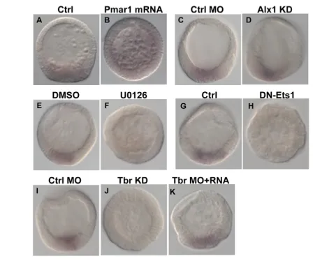 Fig. 3. Regulation of foxN2/3foxN2/3most of the cells. changes in inhibition of ( expression in micromeres.A-K)Whole-mount in situ hybridization of foxN2/3