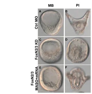 Fig. 4. Regulation of foxN2/3injected embryos (K,L) express  expression. (A-L)Whole-mount in situ hybridization of foxN2/3