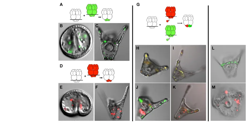 Fig. 6. foxN2/3embryo (A). The transplanted control micromeres ingress (B) and form a normal skeleton (C)