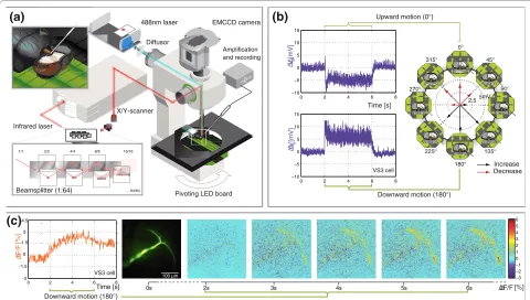 Figure 1 Acquisition of voltage and calcium responses to visual motionpoints (right). Resting fluorescence 