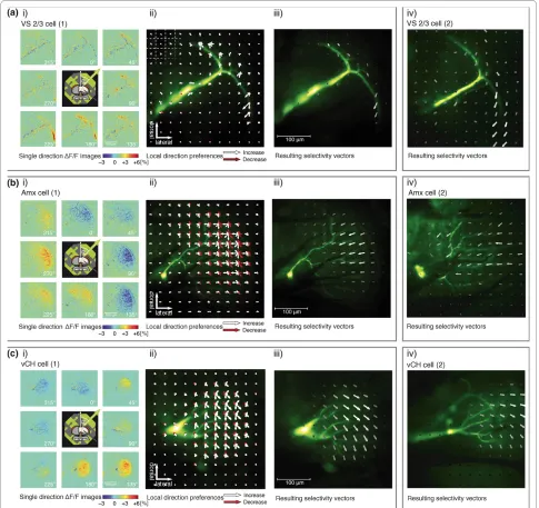 Figure 2 Local dendritic directional preferences of various lobula plate tangential cells (LPTCs)