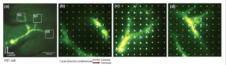 Figure 4 Fine-scale direction tuning of vertical system (VS)1 cell dendrites. (a) VS1 cell stained with Oregon Green BAPTA-1 showing the posi-tions of the recording areas B-D