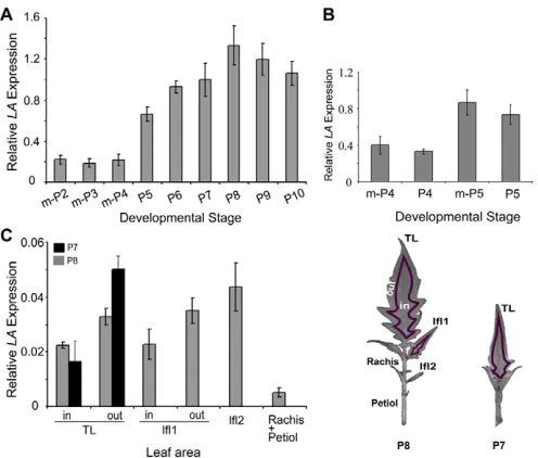 Fig. 1. Temporal and spatial expression of tomato LAparts of the fifth leaf at the P7 and P8 stages