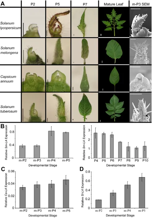 Fig. 3. Leaf development and LAaverage of 3-6 biological repeats (± s.e.) for the indicated stages