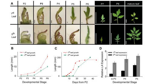 Fig. 4. The differential size and shape of successive tomato leaves correlates with altered dynamics of growth and LAgene, as an average ± s.e