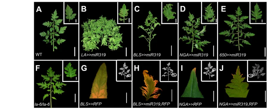 Fig. 6. Downregulation of LA-like activity affects leaf shape throughout its development