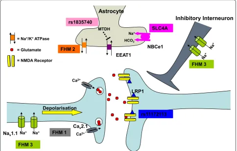 Figure 1 Migraine mutations affecting the central glutamate synapse. Increased Ca2+ influx caused by familial hemiplegic migrainesubtype 1 (FHM1) associated mutations in Cav2.1 channels enhance glutamate release from presynaptic terminals