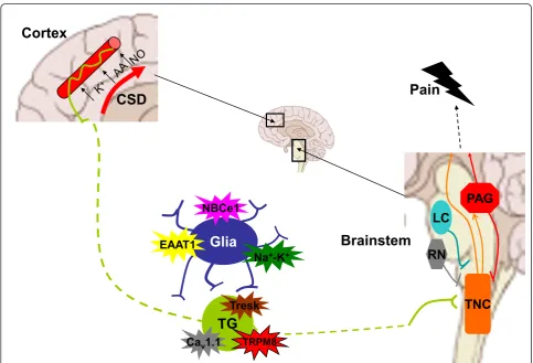Figure 2 Neuronal circuitry in migraine pain generation. Cortical spreading depression (CSD) triggers plasma protein extravasation fromdural blood vessels, which in turn activates trigeminal (TG) afferents